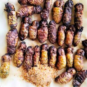 新鲜油炸带籽母蚕蛾绿色蚕蛹w神仙蛹柞蚕大青蚕绿虫子美味即食昆