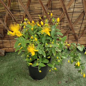 金丝桃盆c栽五心花多年生宿根灌木金丝海棠梅花苗花期长耐热四季