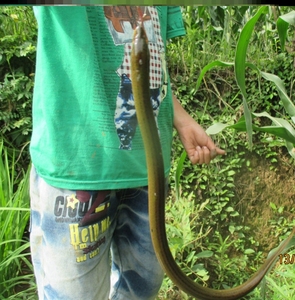 黄鳝钩手钓懒人钓黄鳝神器线钩一体钩排钩串钩鳖黄辣丁歪嘴钩延绳