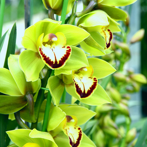 玉观音/清香型大花蕙兰/冬季开花 精品兰花兰草盆栽室内绿植花卉