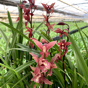 韩国小姐/浓香型杂交兰/冬季开花 精品兰花盆栽室内绿植花卉兰草