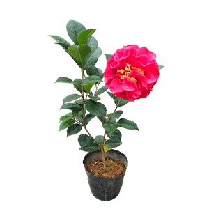 帕克斯先b生大苹果茶花盆栽树苗巨型花朵花卉绿植阳台办公庭院山