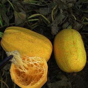 搅瓜茭瓜黄金角瓜天然粉丝瓜种籽苗高产金丝绞瓜种子四季蔬菜种孑