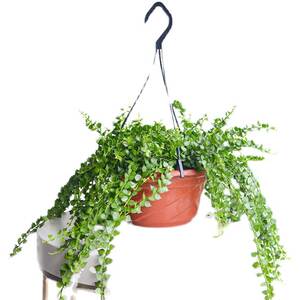 百万心吊兰盆栽多肉室内桌面绿植长藤垂吊好养绿色植物四季长青