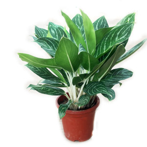 白雪公主花盆栽白柄粗肋草室w内办公客厅花卉大植物四季常青除甲