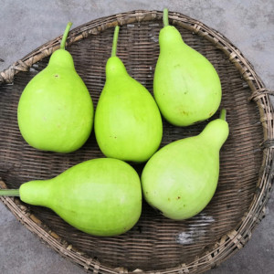 蔬菜瓜果农家圆瓢菜葫芦种子圆瓢菜 可做瓢 瓠子 庭院种植 老口感