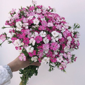 相思梅青梅鲜切花生日礼物居家办公室水养花云南昆明基地直发鲜花