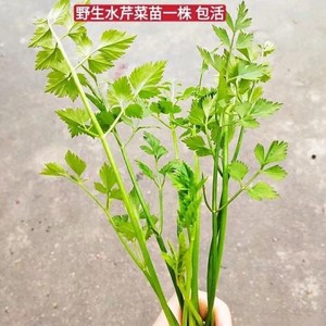 野芹菜水芹菜杀菌野菜养身煲汤泡茶楼顶庭院阳台窗台蔬菜中药盆栽