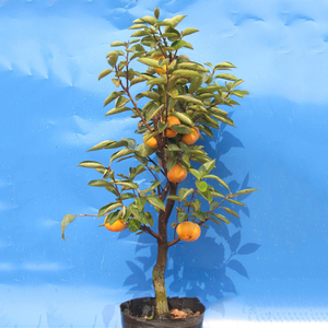 柿子苗树苗嫁接果树苗南方北方种植盆栽地栽火晶柿脆甜柿当年结果