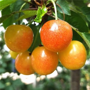 山东青岛黄水晶樱桃新鲜黄蜜樱珠5斤大樱桃水果应季正宗孕妇水果