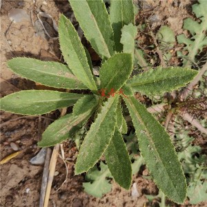 2斤新鲜野生刺儿菜七七菜戚戚芽青青菜萋菜小蓟刺角芽刺菜根带根