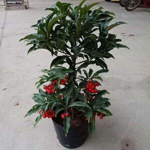 金玉满堂花盆栽植物富贵籽盆栽黄金万两室内客厅绿植朱包邮