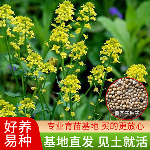 芥菜子种子白芥子种子黄芥子种子芥花种子易种花籽庭院四季辣菜子
