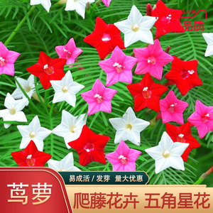 小婵乖乖521淘宝羽叶茑萝花种五角星花格桑花种籽子