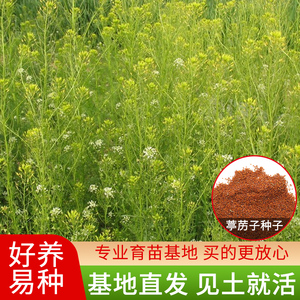 葶苈子种籽野生麦蒿种子中药材亭力子葶苈籽克包邮正品特级批代发