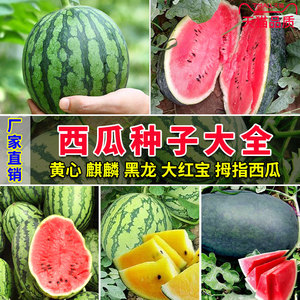 西瓜种籽非转基因农家田园春夏季懒汉高产早熟甜水果有机蔬菜种子