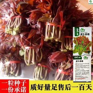 速生红油香椿种子 香椿苗树苗香味浓四季蔬菜盆栽地栽满额送肥料