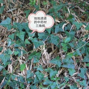 四川野生 中药材 干货常春藤三角风 三角枫 追风藤 钻天风 常春腾