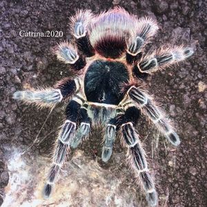 巴伊亚猩红食鸟蜘蛛5-25cm超大宠物蜘蛛新手入门温驯