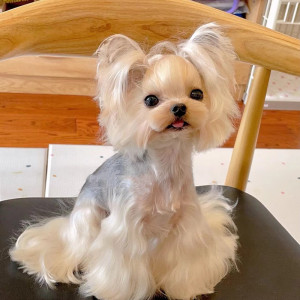 上海纯种活体金色约克夏幼犬迷你金头银背宠物狗狗茶杯犬血统犬舍