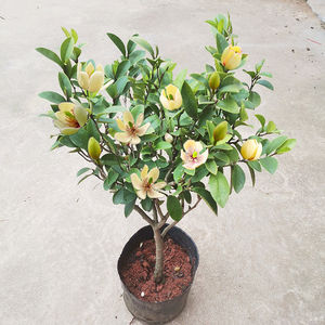 含笑花四季花卉浓香型开花不断办公家庭种植盆栽