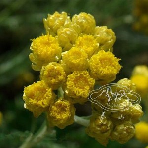 冰锥蜡菊多年生耐热耐寒银叶观叶室内阳台盆栽室外花境切花组盆