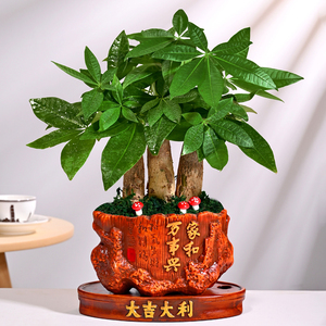 发财树花盆透气绿植花盆励志寓意中号多肉盆(c36-家和万事兴)