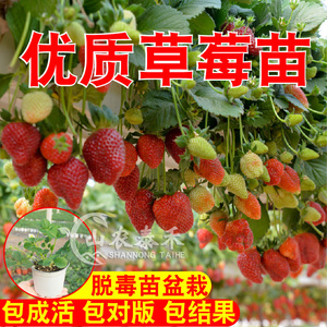 四季奶油丹东99草莓苗秧带土盆栽可食用红颜章姬桃熏粉玉牛奶淡雪