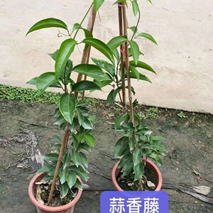 蒜香藤花苗秋冬开花阳台藤本植物紫玲藤爬藤植物当年开花蒜香藤
