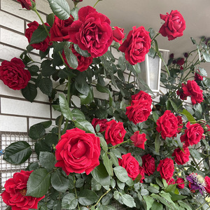 80逐趣旗舰店天猫御用马车爬藤月季蔷薇花苗红色大花四季开花庭院