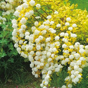 黄金喷泉花苗盆栽彩叶绣线菊菱叶绣线菊花苗阳台庭院花卉耐寒灌木