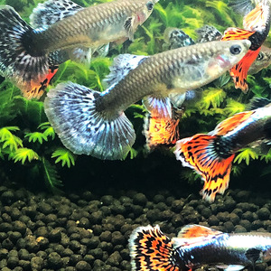 孔雀鱼孔雀鱼活体泰国大耳孔雀鱼泰国大i耳朵孔雀鱼大耳孔雀鱼活