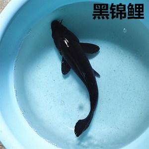 纯种黑鲤鱼活h体观赏鱼冷水鱼锦鲤鱼乌锦鲤黑金龙凤锦鲤风水鱼活