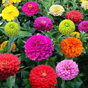 百日草花籽重瓣多年生混色草种子百日菊种籽四季耐旱室外庭院易活