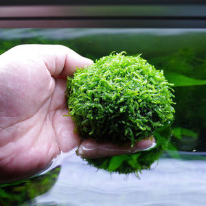 小鱼缸水草懒人水草定植莫斯球沉水莫斯球垂泪莫斯半球