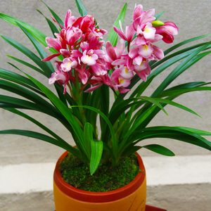 兰花苗【金太子】矮种建兰浓香室内盆栽四季花卉绿植客厅兰草l