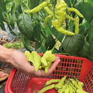 云南小米辣椒青椒4斤农家自种新鲜小米椒泡椒朝天椒尖椒指天椒辣