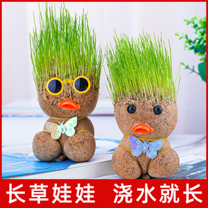 草头娃娃可爱小盆栽头上长草小植物浇水长草娃娃绿植儿童观察生长