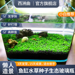 水草种子活体水族造景大对叶迷你对叶鱼缸前景草速成草坪牛毛种子