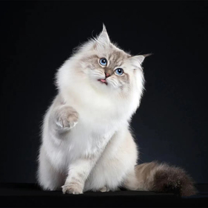 挪威森林猫幼猫纯种