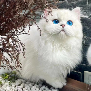 纯种长毛银点猫蓝眼睛纯白拿破仑英国长毛猫宠物猫幼猫活体