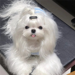 韩版纯种马尔济斯犬公主犬马尔济斯幼犬活体家养宠物狗超小茶杯犬