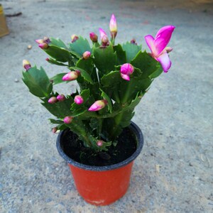 蟹抓兰多色蟹爪兰盆栽八爪蟹兰盆栽阳台观赏植物室v内花蟹爪兰花