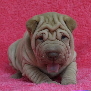 憨厚褶皮老虎狗短毛犬纯种沙皮犬幼犬活体短腿老虎嘴家养宠物狗狗