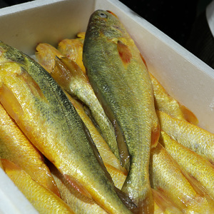 新鲜大陈岛东海捕大黄鱼东海散养生态黄花鱼冰鲜活2斤装2条非冷冻