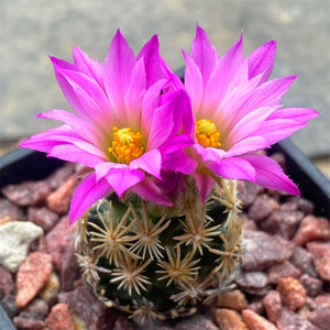 紫丸子仙人球紫王子松球属紫花易养稀有品种多肉植物防辐射小盆栽