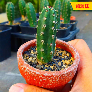 袖蒲柱仙人柱 嫁接四五角带根仙人掌秀蒲绣浦仙人球防辐射小盆栽