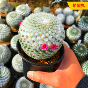 希望丸仙人球 迷你开花实生多肉植物小盆栽 乳突球红花桌面绿植