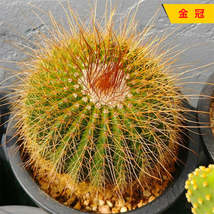 大颗金冠仙人球创意防辐射开花植物小盆栽办公室装饰植物新手好养