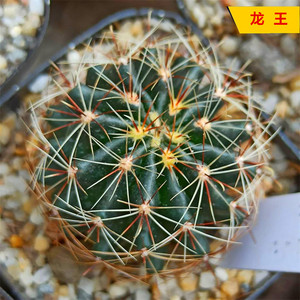 实生龙王仙人球多肉植物左旋右旋仙人掌开花室内防辐射小盆栽组合